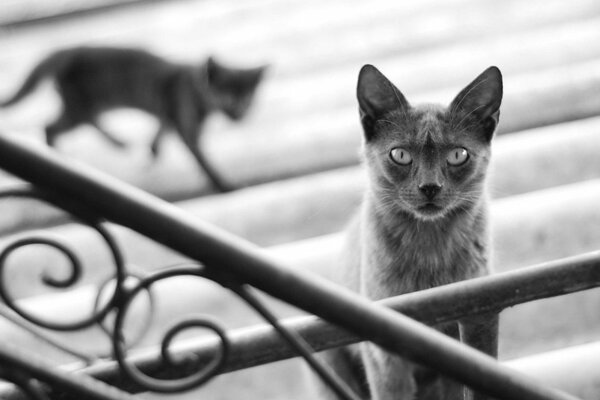 Black and white photo of a cat on the stairs