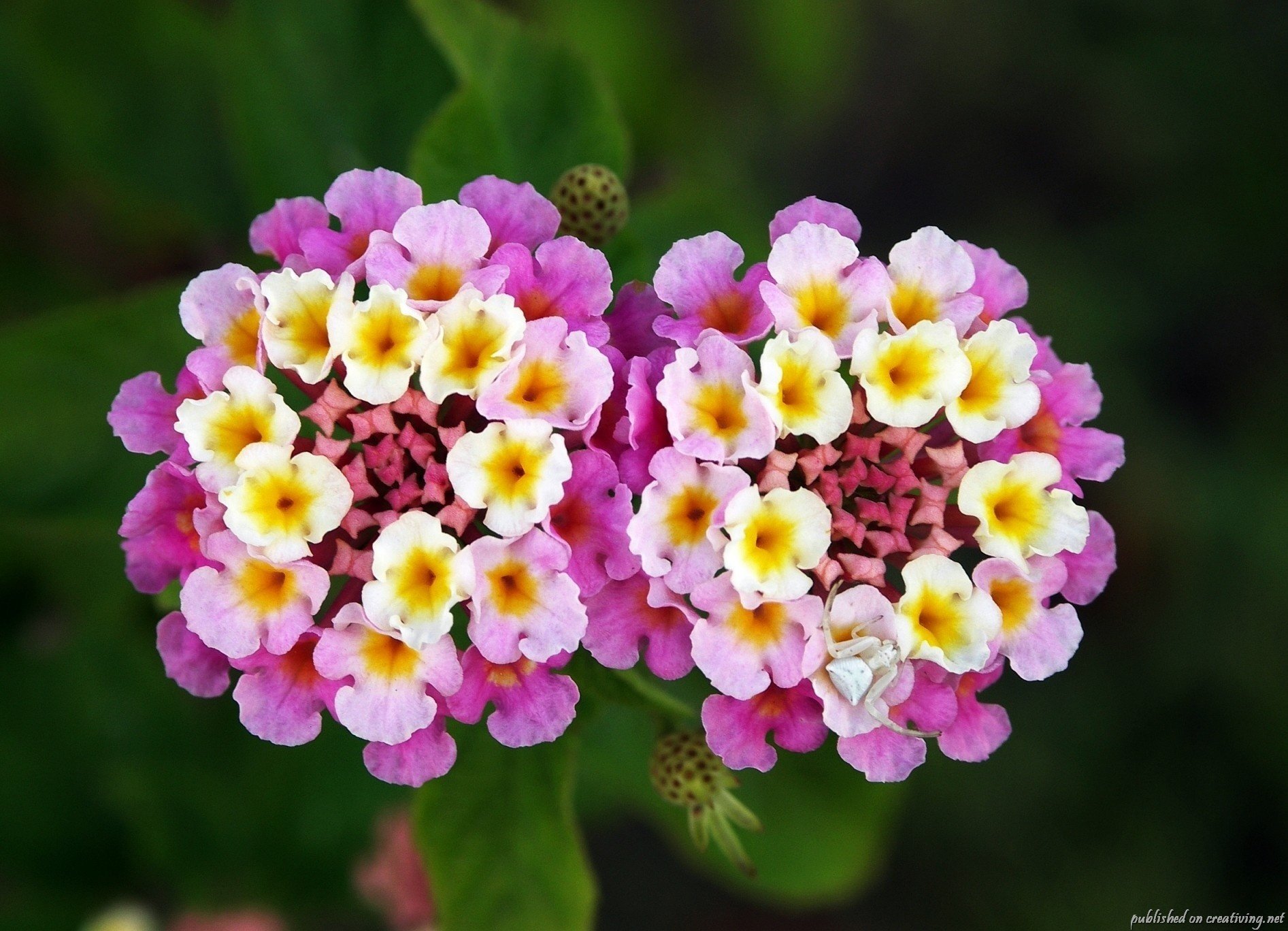 fleurs lantana