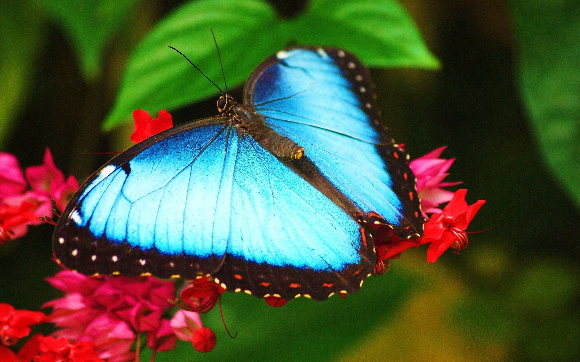 morpho assis sur la fleur papillon bleu papier peint morpho