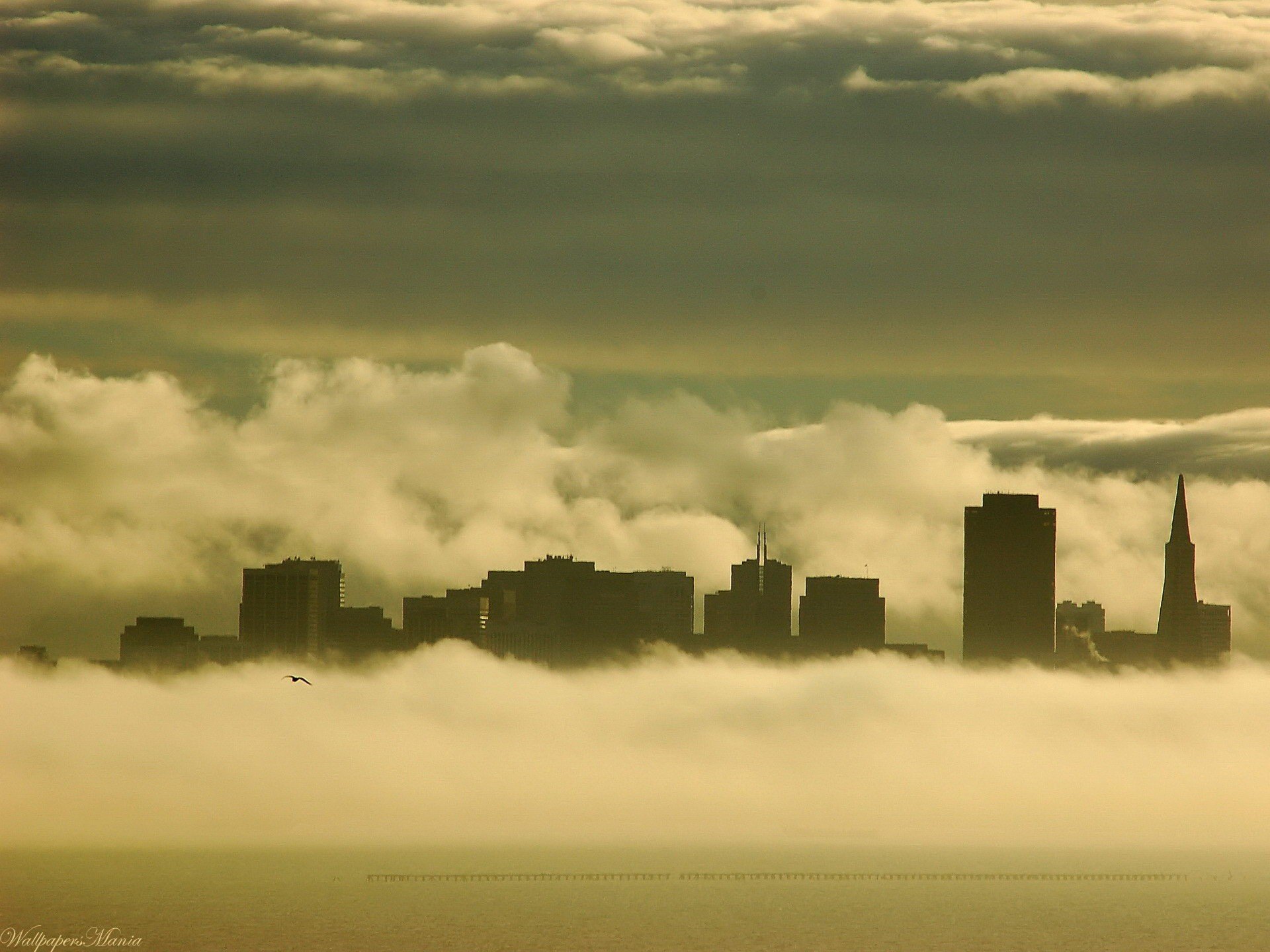 nebbia edifici gabbiano