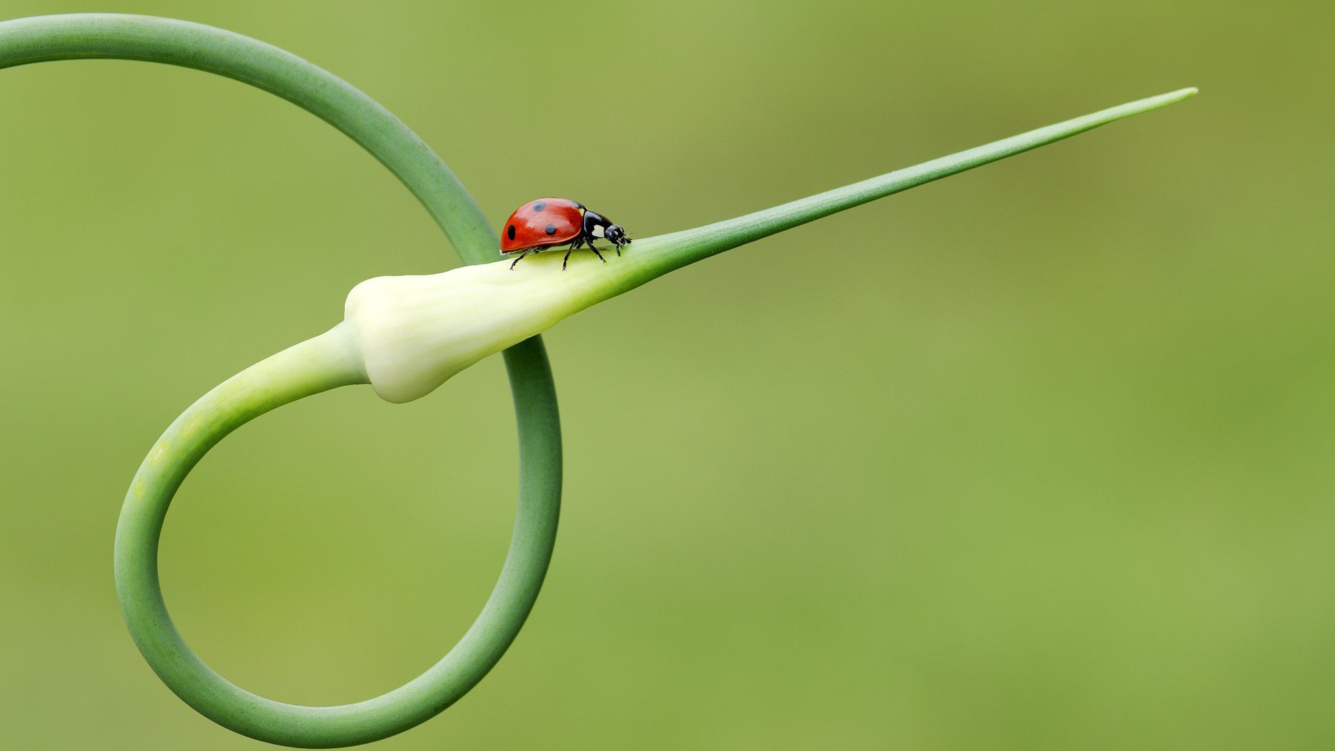 coccinella pianta insetto freccia