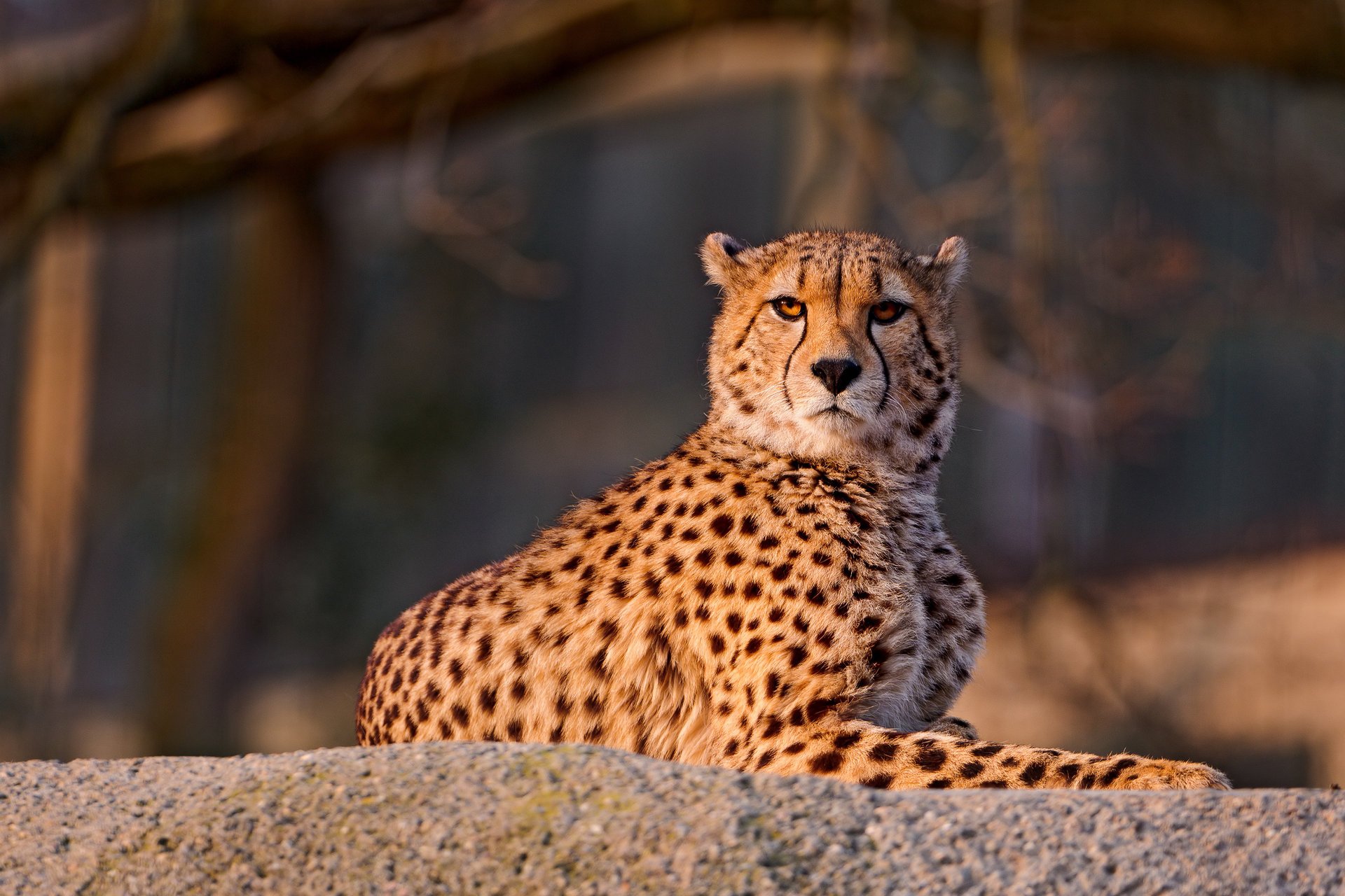 gepard schaut hin liegt stein gefleckt