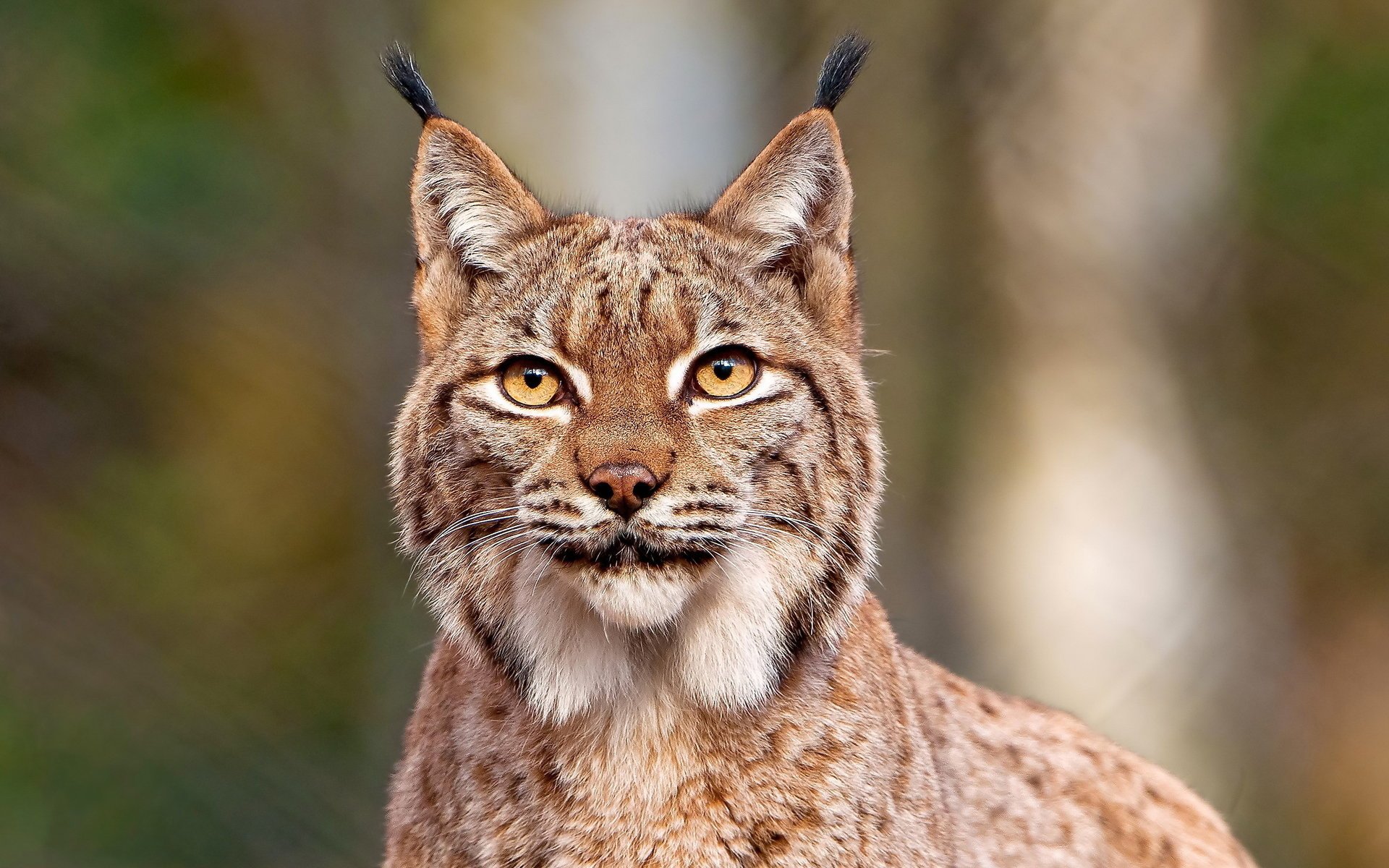 lynx look mustache face