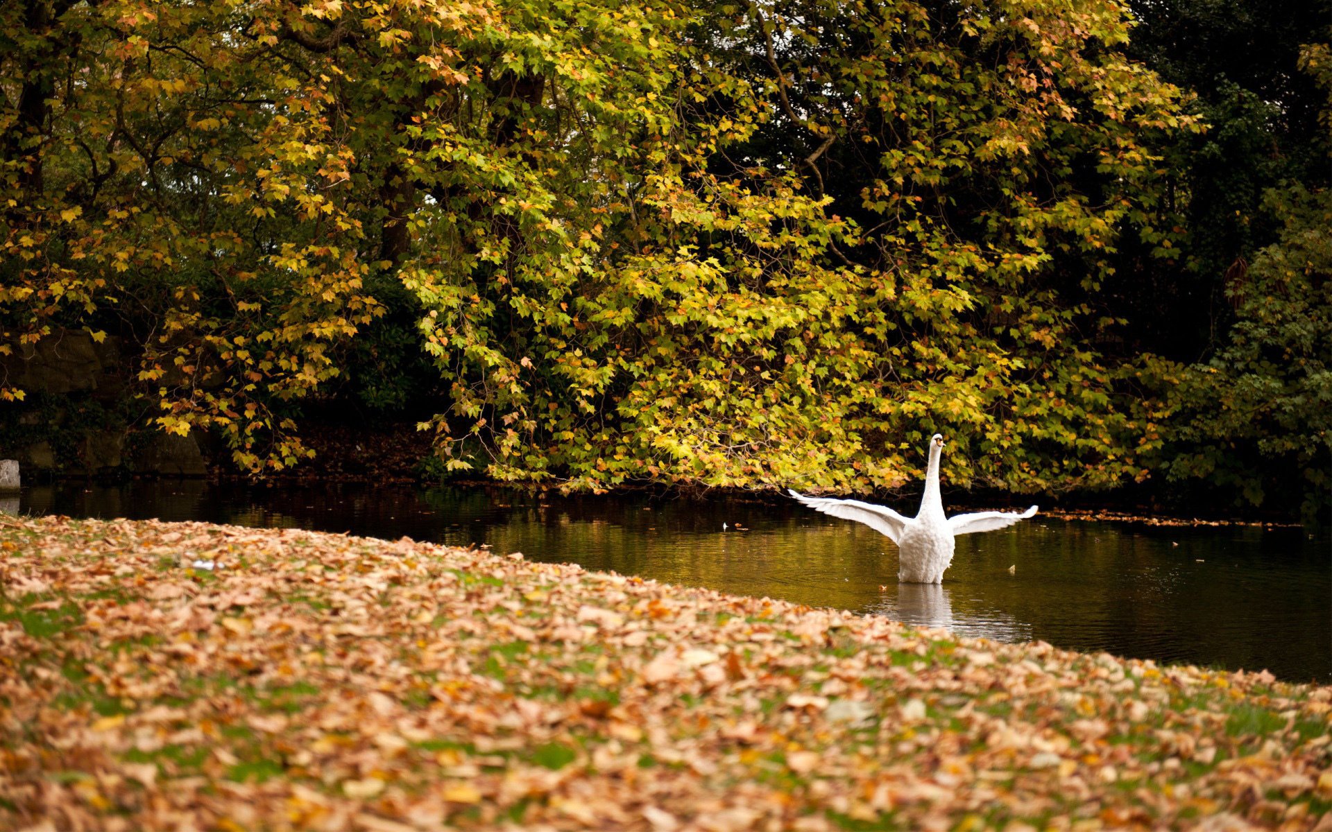 blanco alas bosque lago oscilación cisne estanque follaje