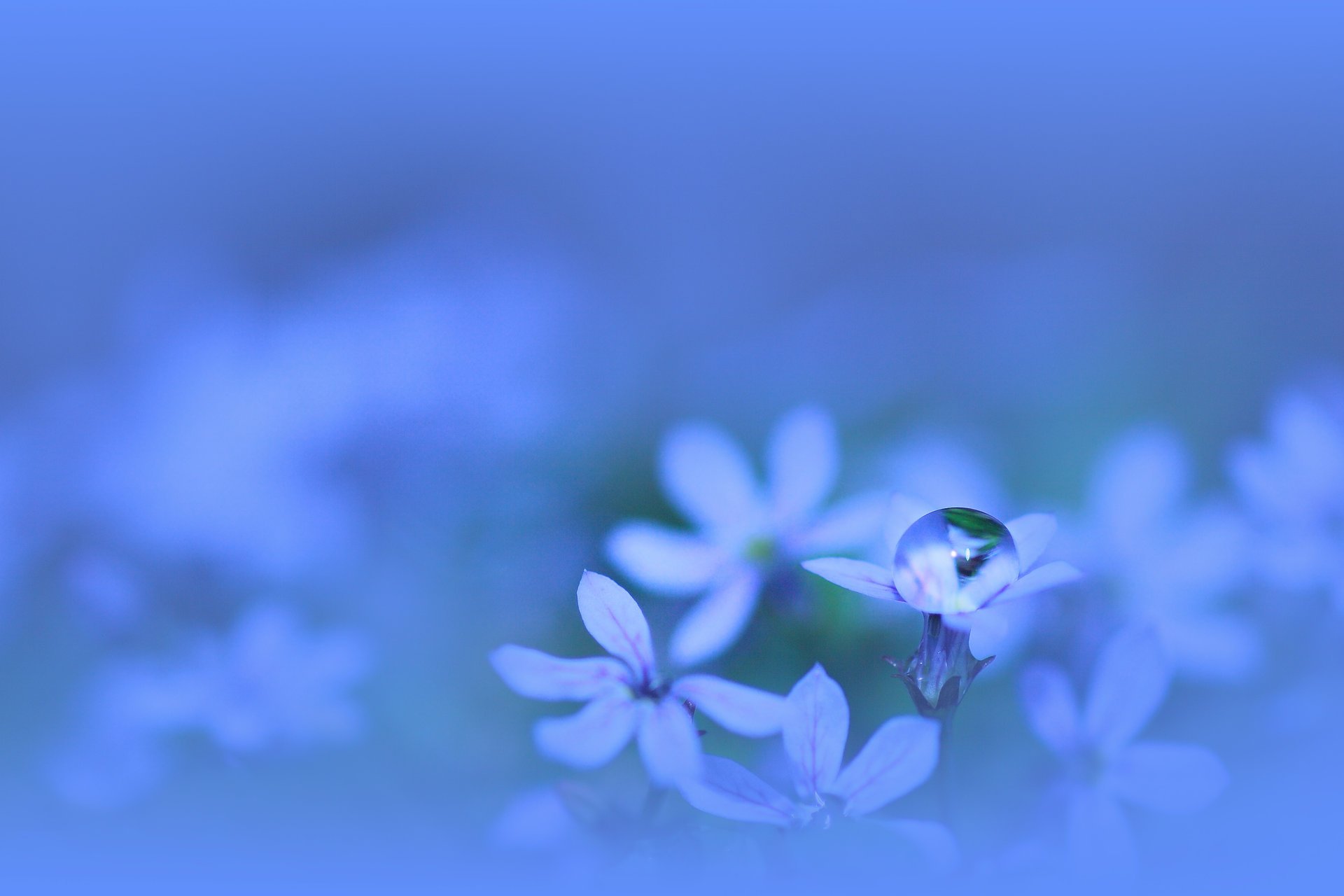 blumen blütenblätter blau wasser blau pflanze tropfen