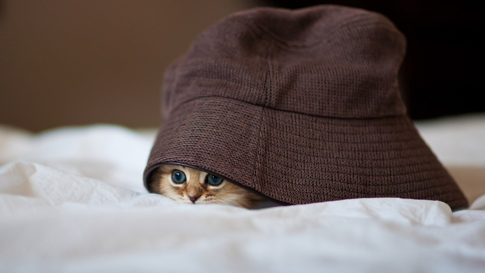 bajo el sombrero gatito lindo ojos mirada mirando gato superficial