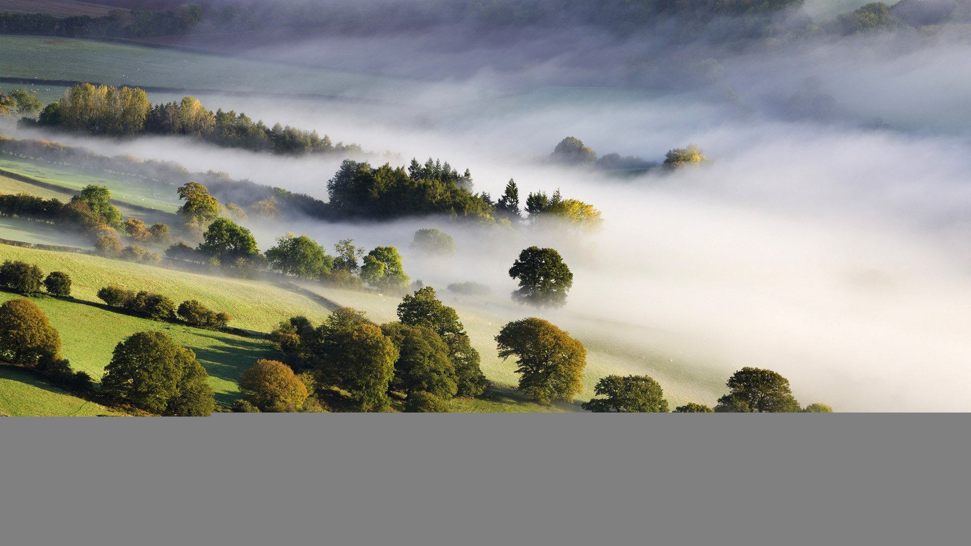 nebel bäume tal natur natur morgen