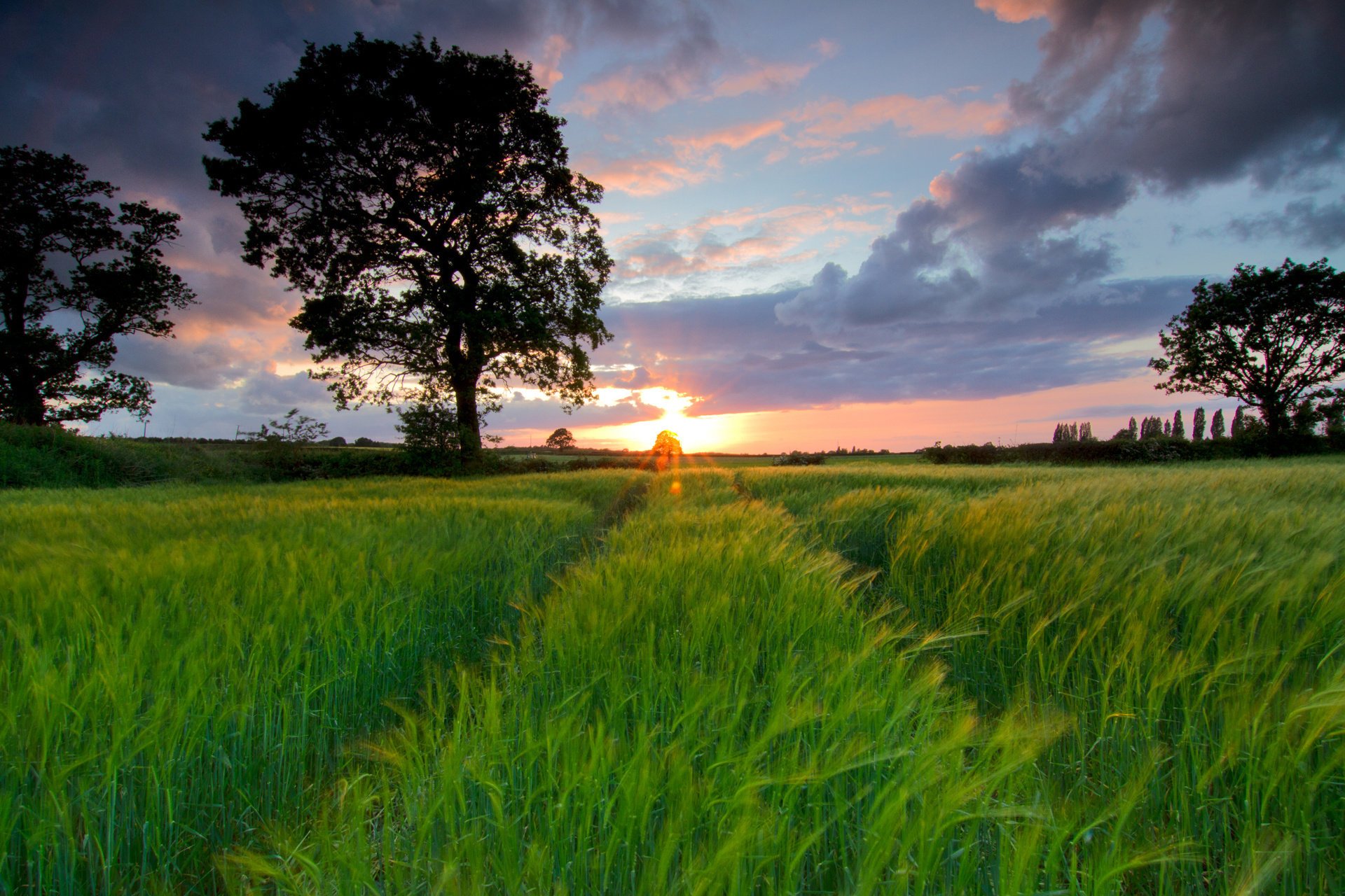 champ arbre coucher de soleil traces