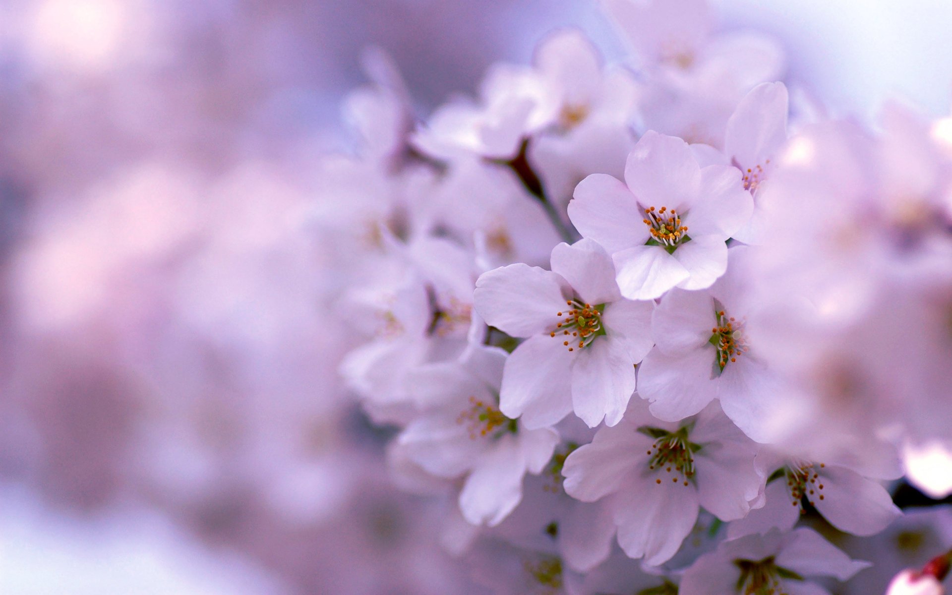 lilac spring flowering tree