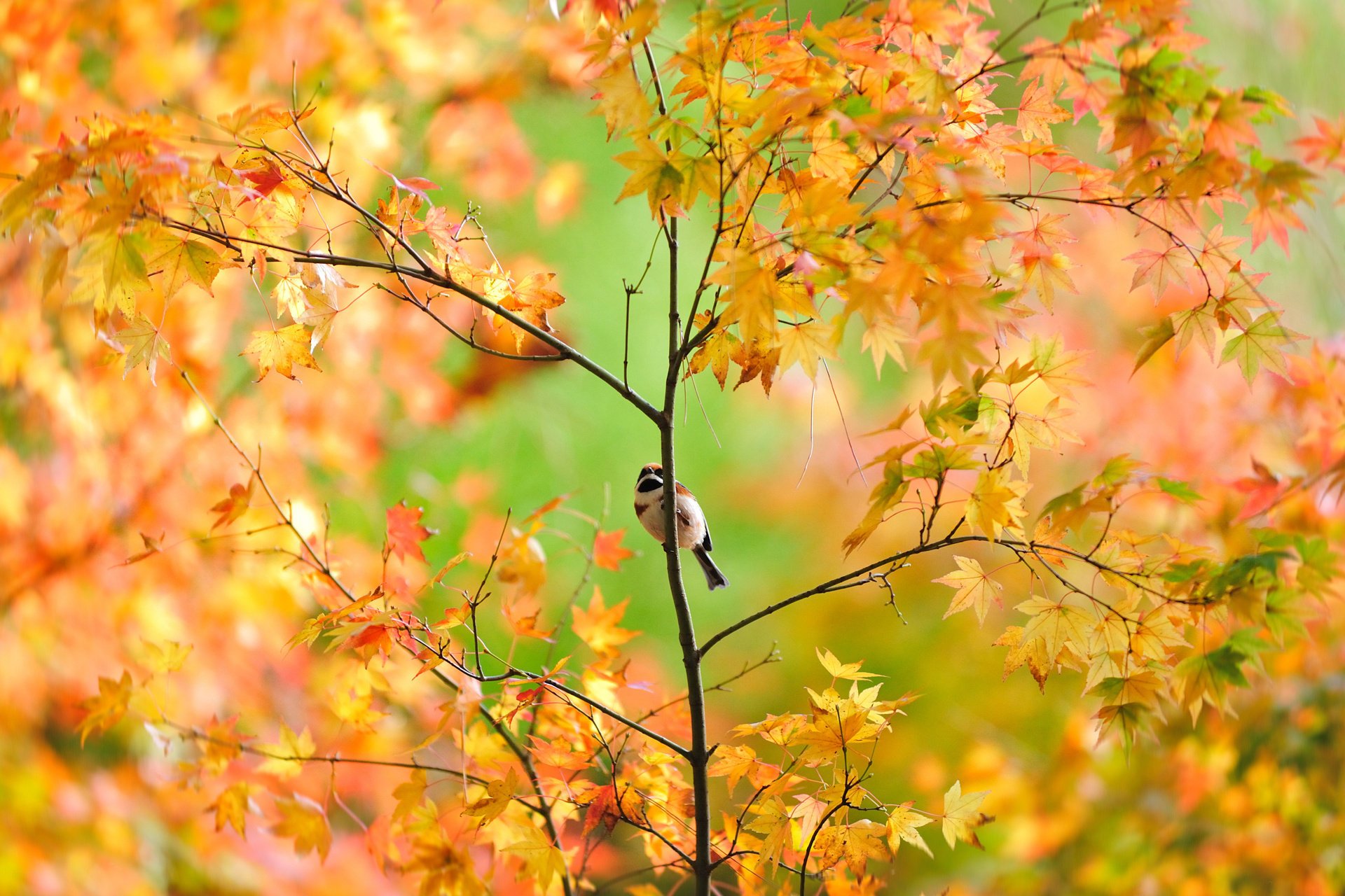 bird japanese sparrow autumn maple tree foliage