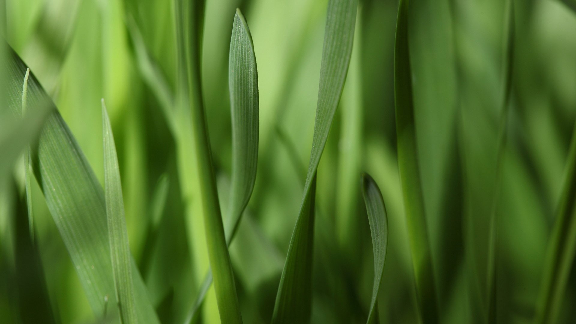 étroit herbe bandes feuilles gros plan verdure