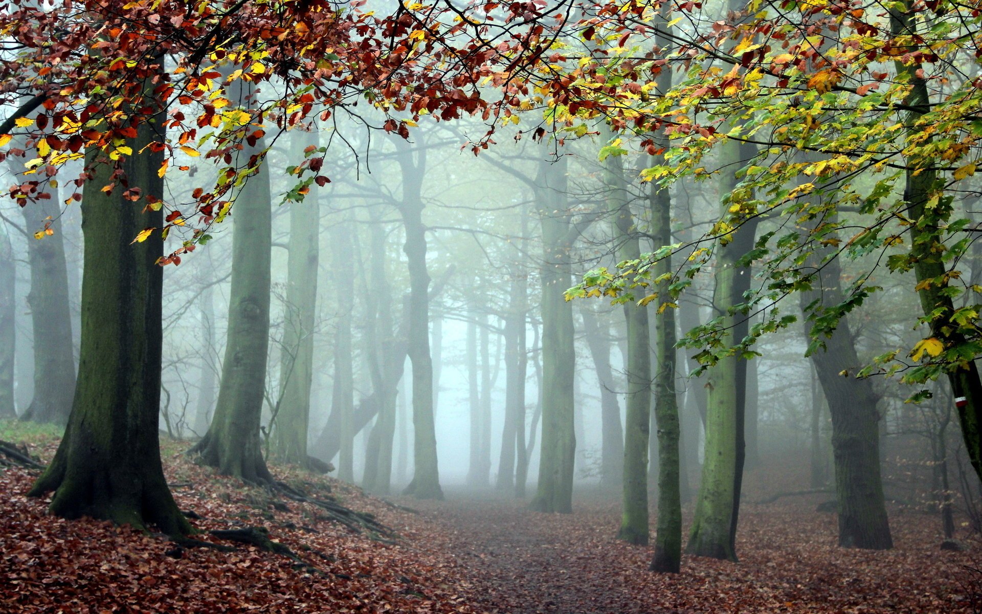 bosque naturaleza niebla árboles