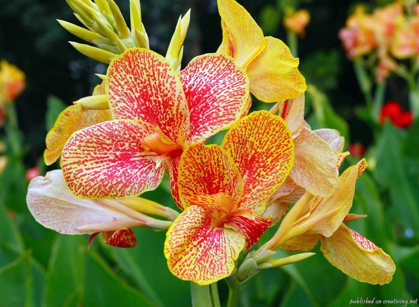 fleurs canna