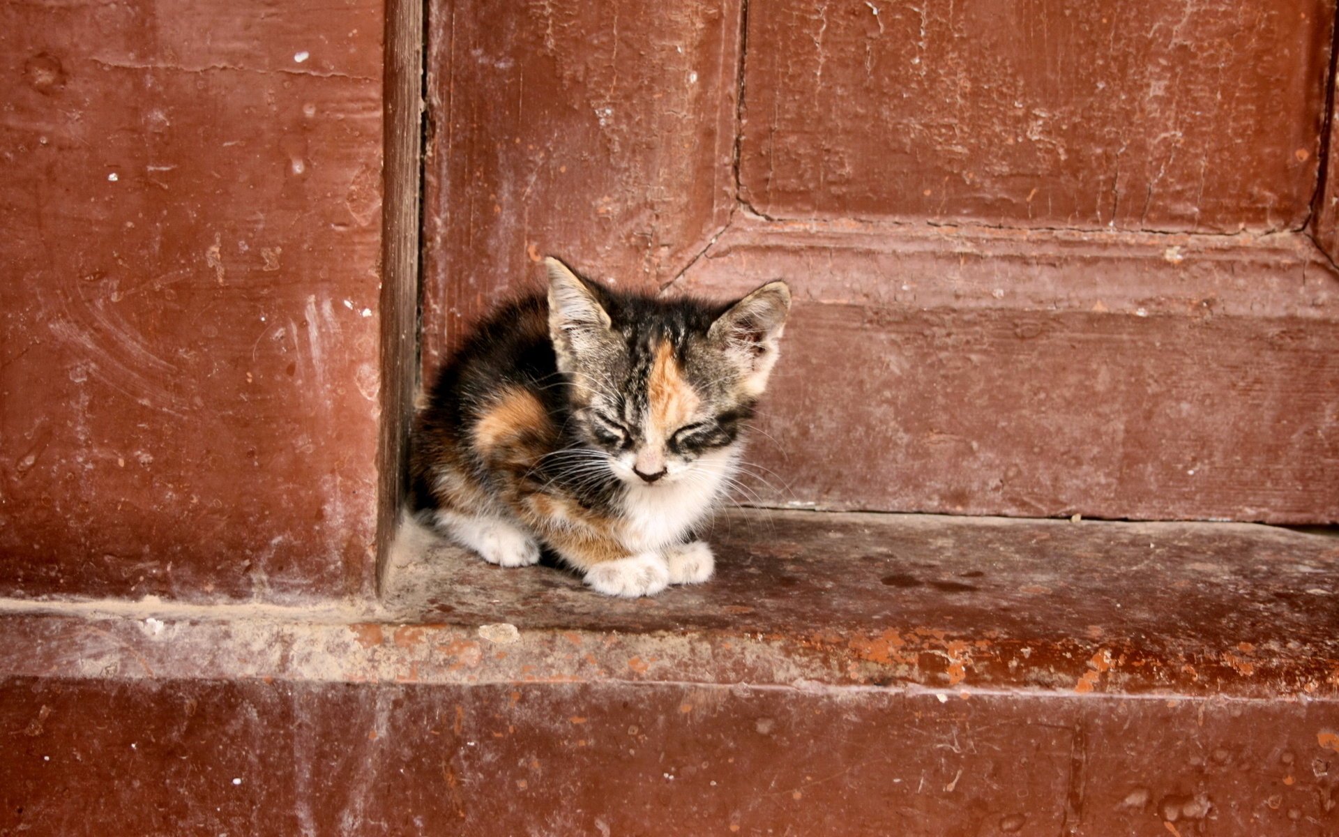 кошка одиночество фон дверь