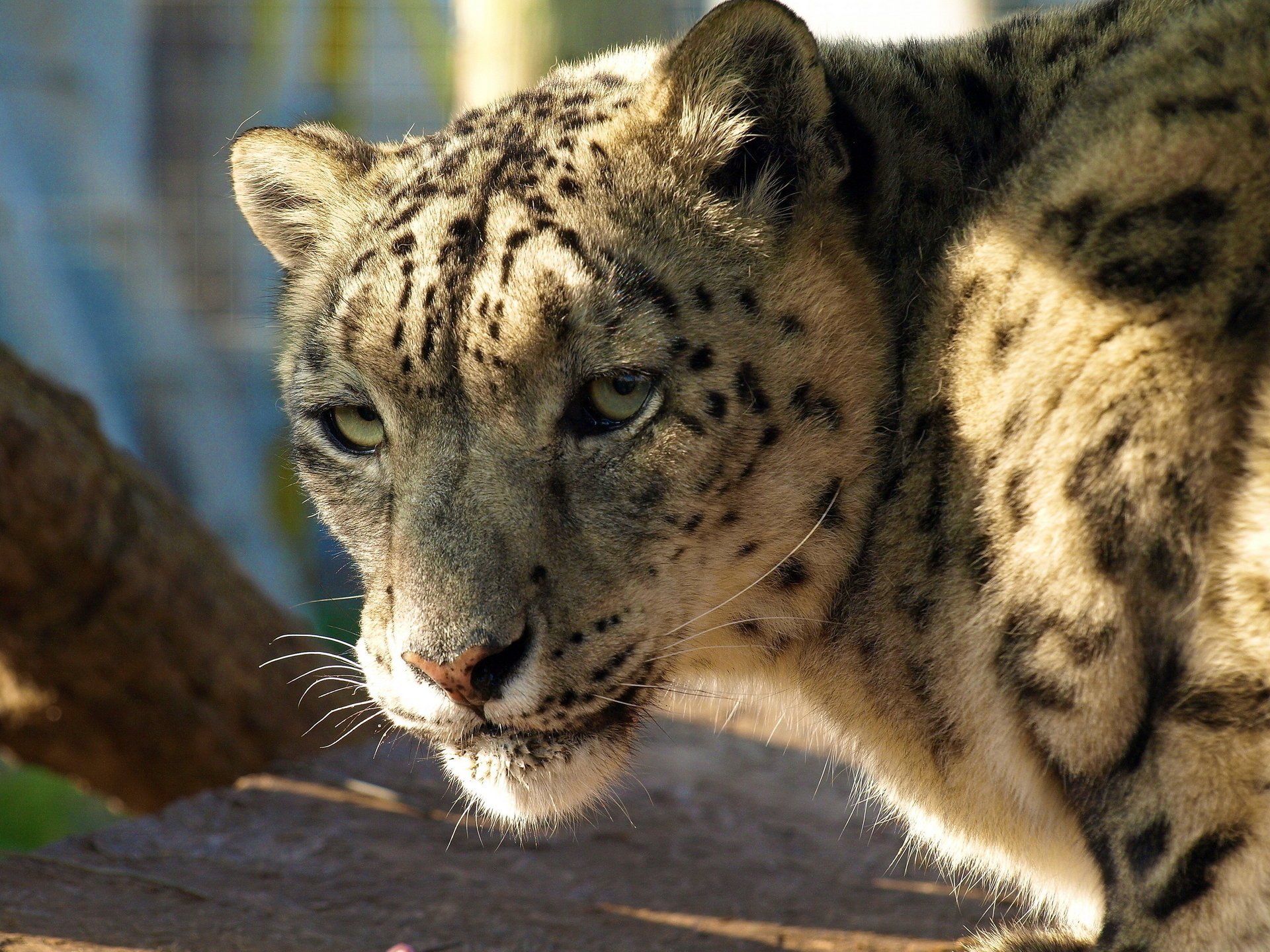 leopardo de las nieves de cerca de pie mirando hocico irbis