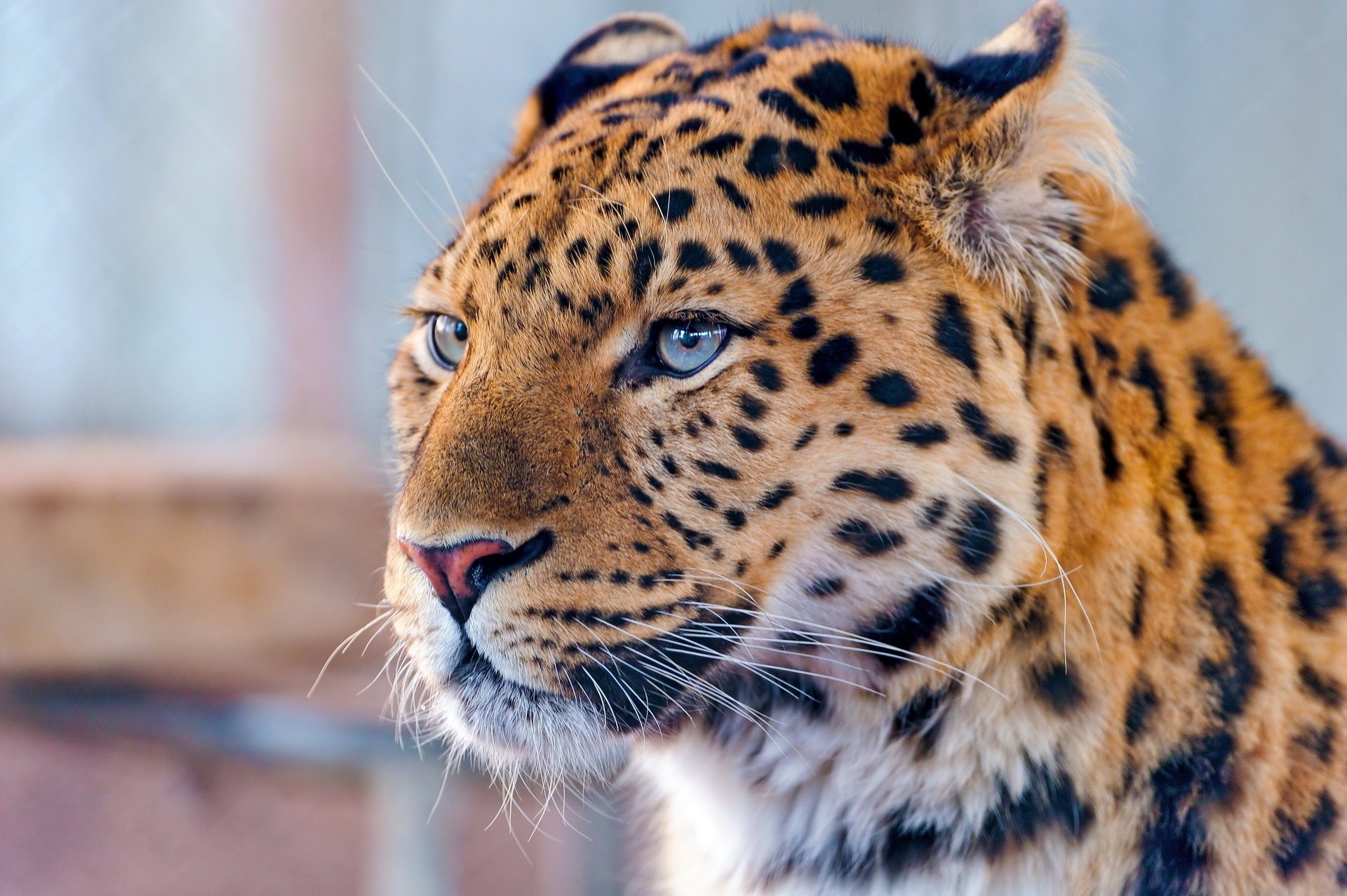 amur leopard lampart spojrzenie pysk dalekowschodni wąsy