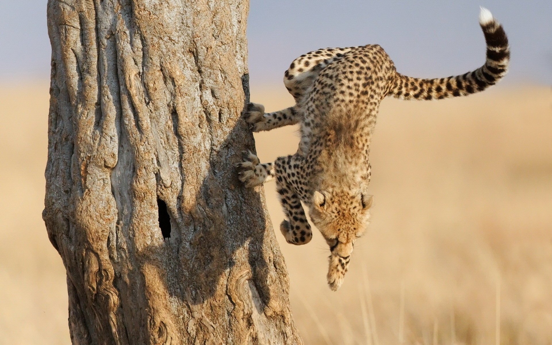 gepard pfoten savanne sprung schnauze krallen baum