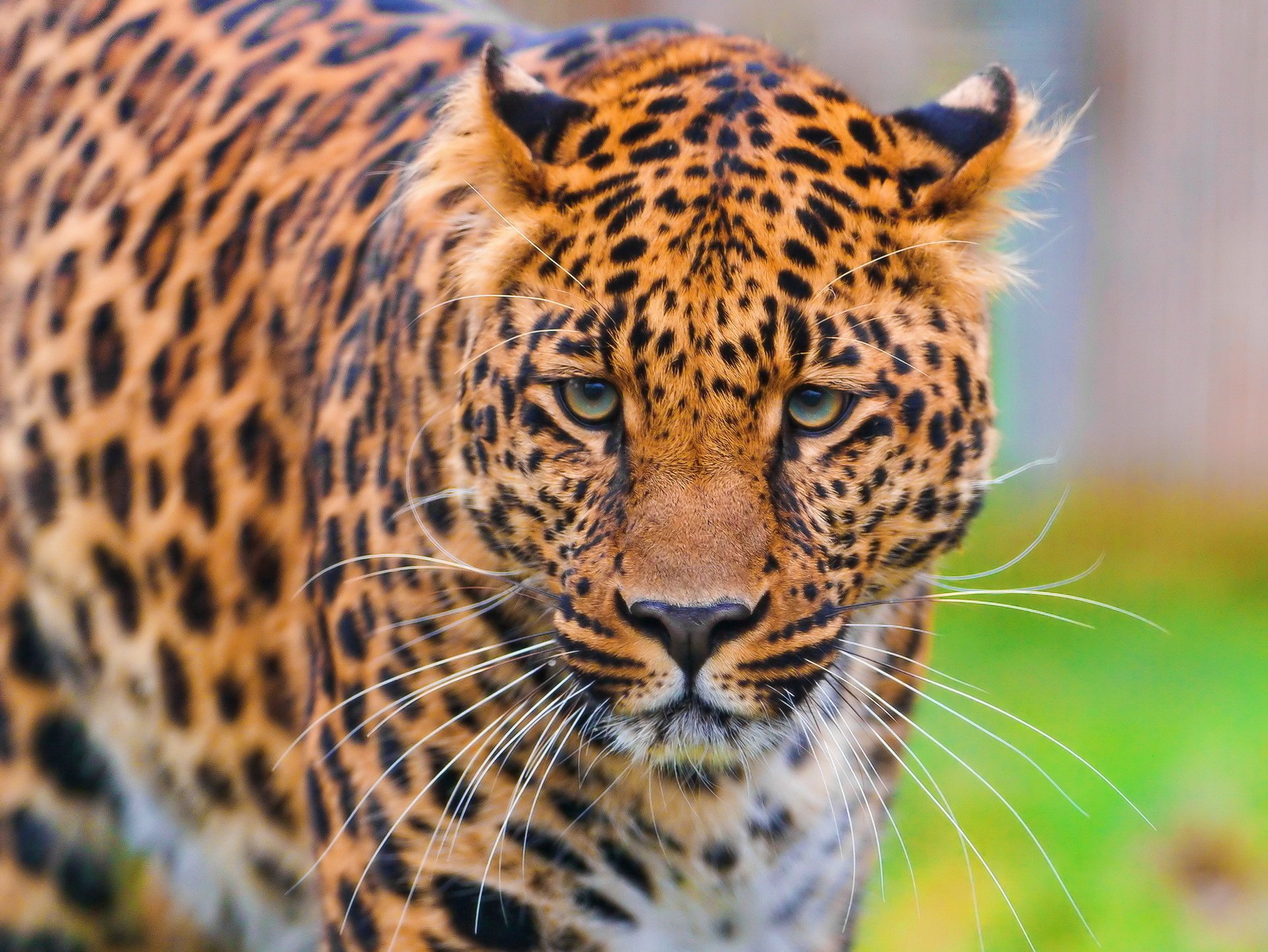 leopard beautiful leopard standing panthera pardus looking muzzle