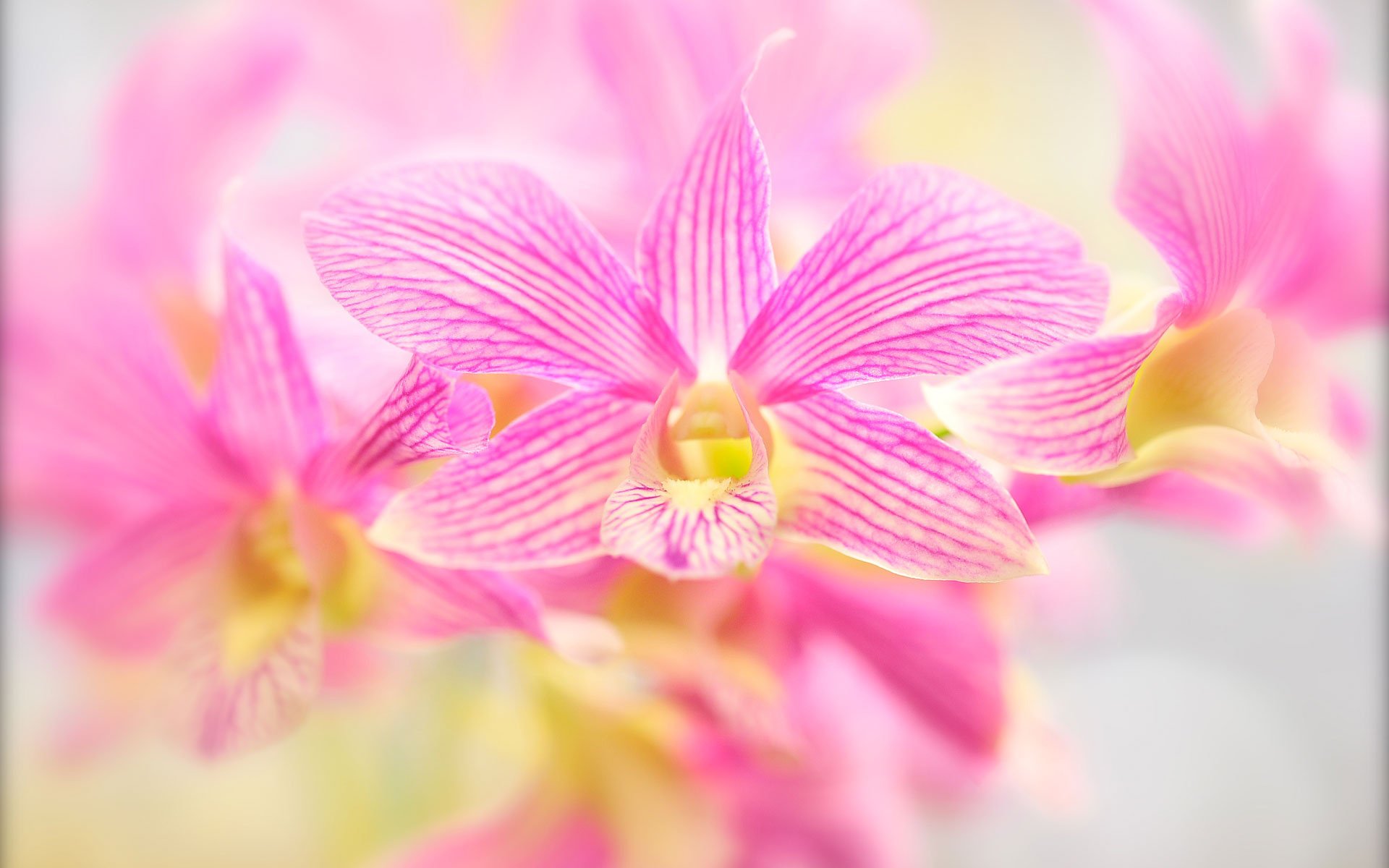 flowers orchids pink