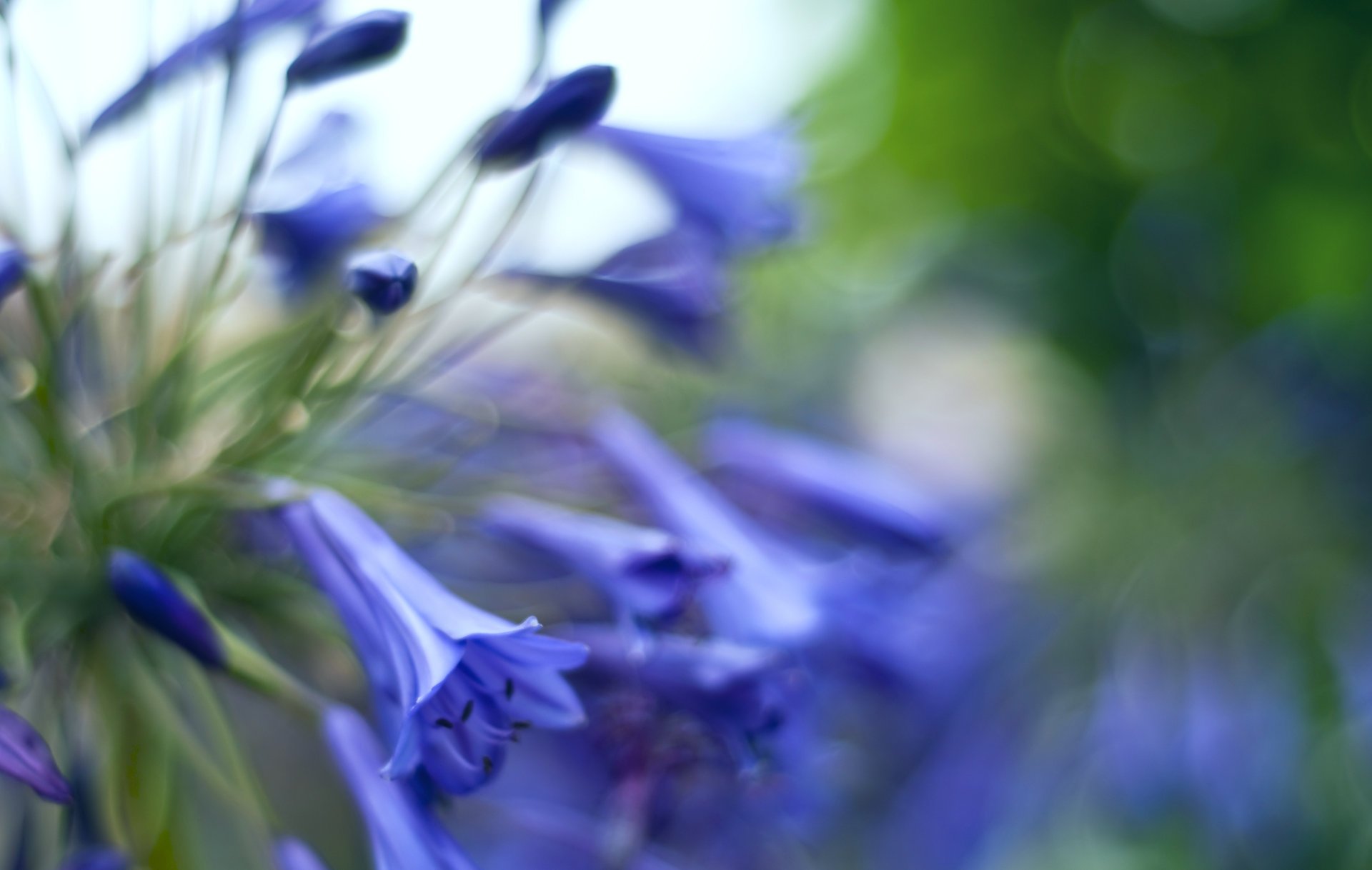 cloches fleurs gros plan bourgeons éblouissement bleu