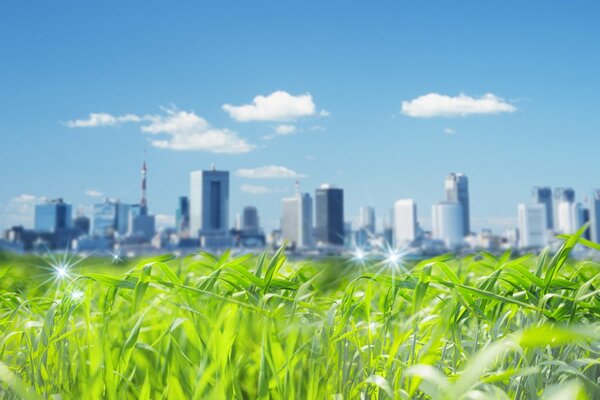 Skyscrapers in the distance. A green meadow sparkling with dew