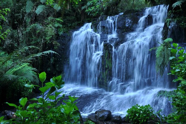 Thickets of plants with waterfalls and rocks