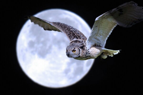 Fliegen einer Eule am Starthimmel