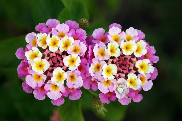 Deux inflorescences de Lantana en gros plan