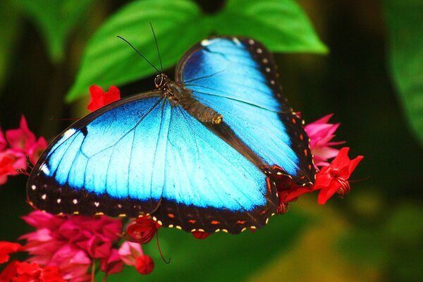 Fond d écran de bureau. Papillon bleu assis sur une fleur