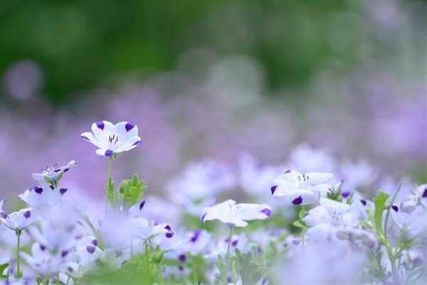 Aiuola con fiori lilla