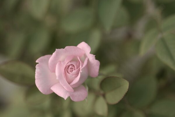 Rose mit geöffneten Blütenblättern