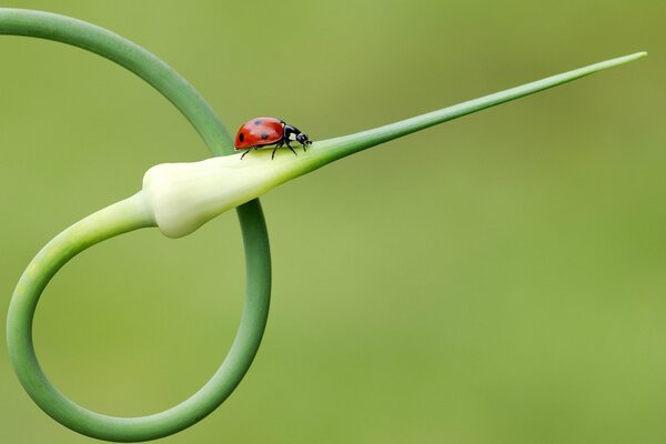 Coccinelle sur la plante