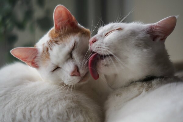 Los gatos blancos se lavan. Ternura