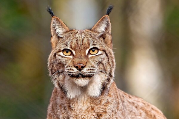Predatory mesmerizing lynx look