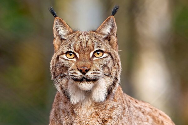 Mirada fascinante depredadora del lince