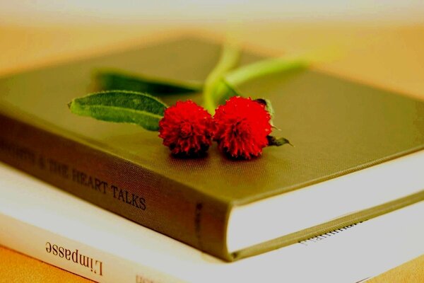 Deux livres sur la table et deux fleurs rouges sur eux