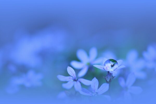 Dreamy blue flowers with a drop of dew