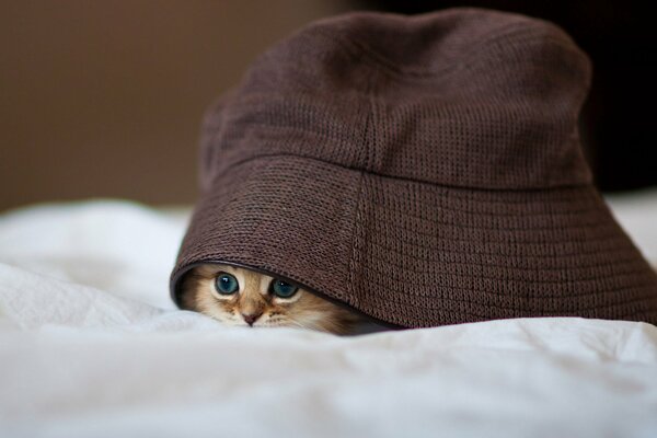 Cute kitten hiding under a hat