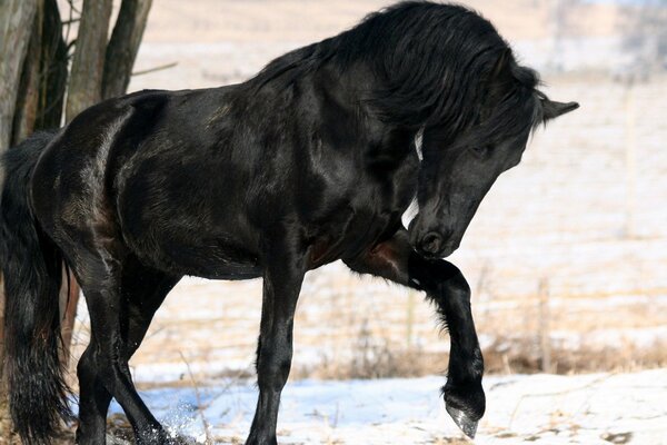 Caballo negro cerca de un árbol en la nieve