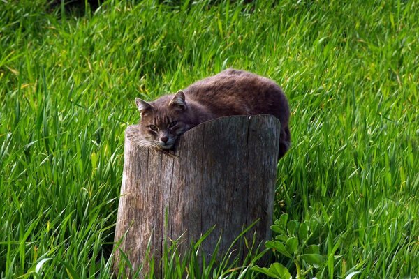 El gato yace en un tocón seco