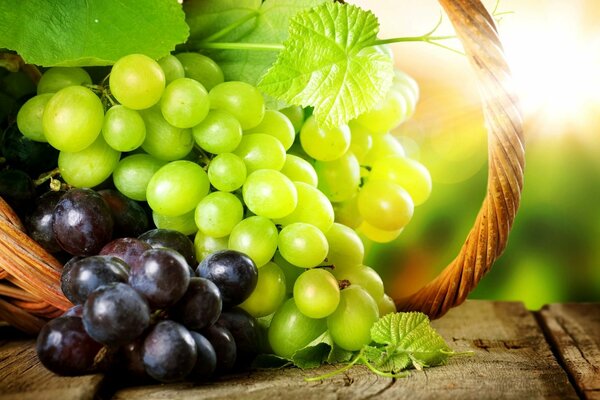 Wicker basket with green and red grapes under the light of the sun