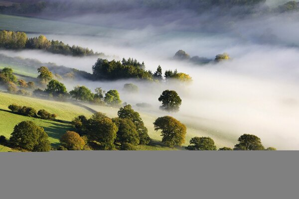 Misty valley and green trees