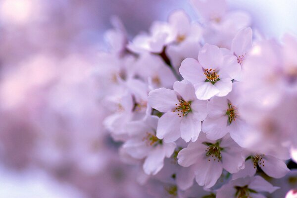 Beautifully blooming pink spring tree