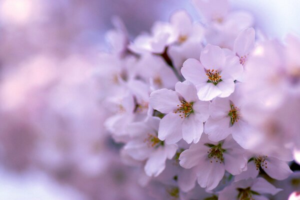 Arbre de printemps magnifiquement fleuri rose