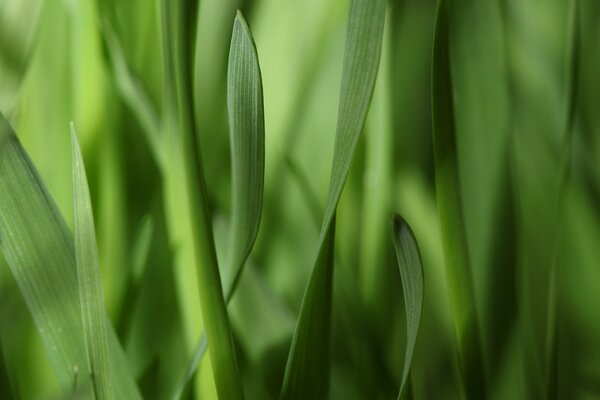 Narrow strips of grass leaves macro