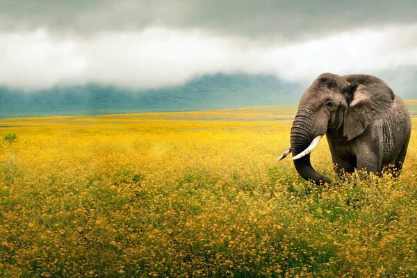 Elefante con grandes colmillos en el fondo de un claro amarillo en la niebla