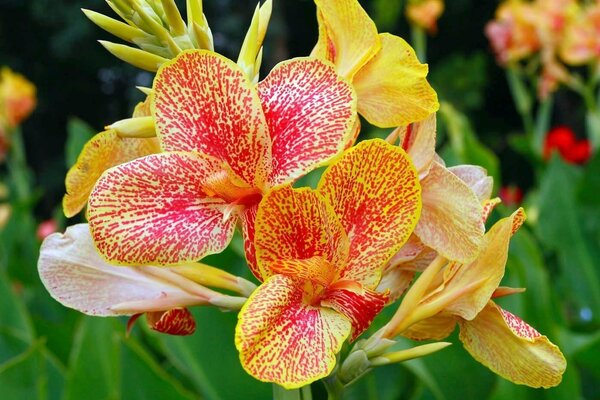 Fiori gialli di Cannes su sfondo verde