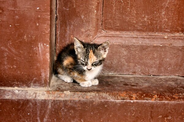 Abandoned a little kitten alone