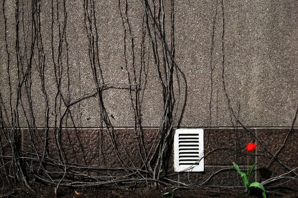 Mur dans les branches avec grille de ventilation