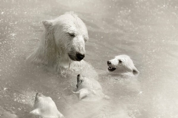 Ein Eisbär und ein Bär drei Vögel mit einem Karpfen